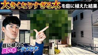 【木は庭でどのくらい大きくなる？】コナラを庭に植えたら●年で○○！コナラ（大高木）のお庭での楽しみ方