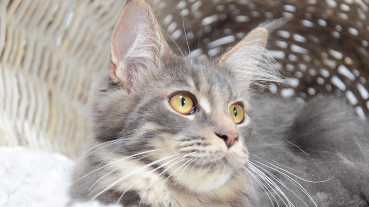 MAELYS MAINE COON BLEU SILVER BLOTCHED TABBY - YouTube