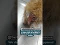 Junior is a tiny baby. Who knows what happened to him in this situation? When he came to clinic