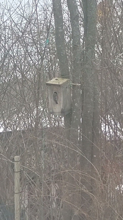 #birds #bird #busy #makingnest #nature #shortsviral #lintu #shortvideo #shortsviral