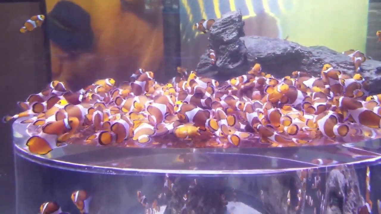 Cape Town Aquarium YouTube