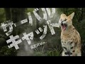 神戸どうぶつ王国CM 本物見にこいや!
