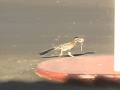 Tucson Az. Roadrunner June 21 2012 MVI 0406