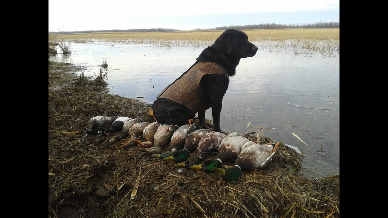 Barrel Cam Duck Hunting Shot Compilation Fall 2013 YouTube