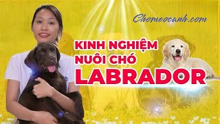 Kinh nghiệm nuôi, chăm sóc chó Labrador con, trưởng thành khỏe đẹp? Chomeocanh.com