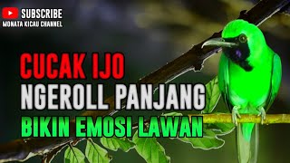 PANCINGAN CUCAK IJO GACOR BUKA PARUH BIKIN LAWAN CEPAT ON LANGSUNG EMOSI DENGAR SUARA INI