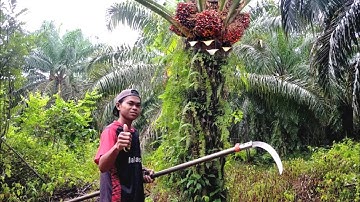Semua Orang Termasuk Saya Takjub Melihat Ketajaman Sabit Ini, Panen Sawit Jadi Cepat Karena Tajam