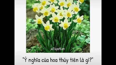 Hoa ly tên tiếng anh là gì