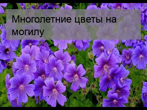 Многолетние цветы на могилу