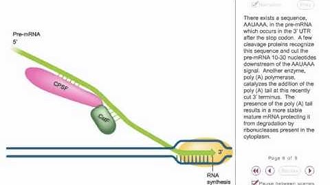 Eukaryotic transcription  Animation