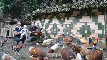 Building a Chicken Coop from Bamboo – Happy and Self-Sufficient Farm Life, SURVIVAL ALONE