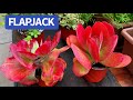 PROPAGATE & TAKE CARE FLAPJACK | NHÂN GIỐNG VÀ CHĂM SÓC SEN CÁNH BƯỚM | 다육식물 | 多肉植物 | Suculentas