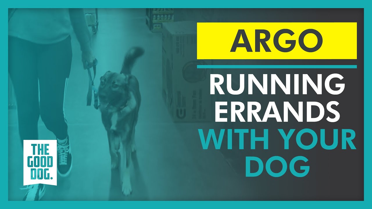Running errands with your dog Argo The Good Dog Training YouTube