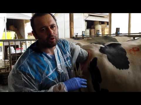 Video: Utero Contorto Durante Il Travaglio Nelle Mucche