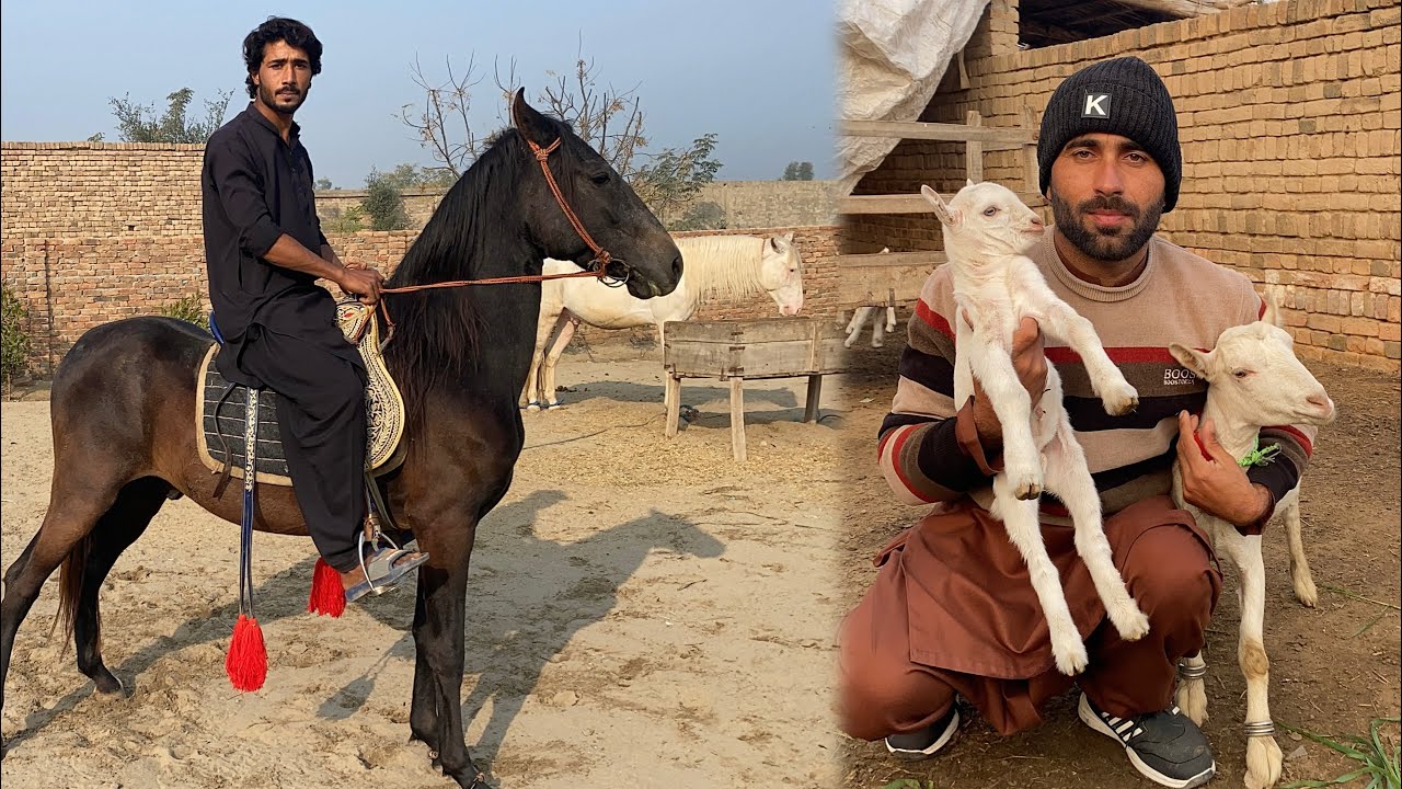 Sultan Pa Riding ki 2 Month Bad🏇 Bakri na Cute sa Baby Dia 🐐 Pets Lover in Punjab 