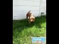 Pumba 4 year old irish terrier  adopted