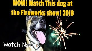 Dog at Fireworks offleash Dog Training  | Dogs Skills |™MasterPaw by MasterPaw 14,504 views 5 years ago 3 minutes, 45 seconds