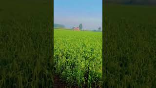 Roots song#farming #dairyfarm #dairyherd #rootsmusic #trending #newsong #animals #subscribe
