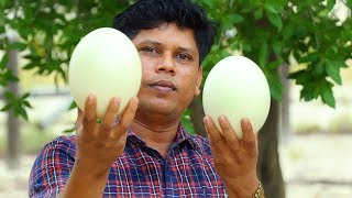Big Ostrich Egg Omelette | Cooking skill | Village Food Channel