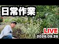 ◆昼の庭いじり🪴雨の合間の作業☔