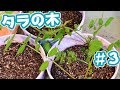 【家庭菜園】タラの木＃3【山菜】