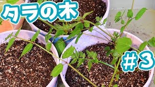 【家庭菜園】タラの木＃3【山菜】