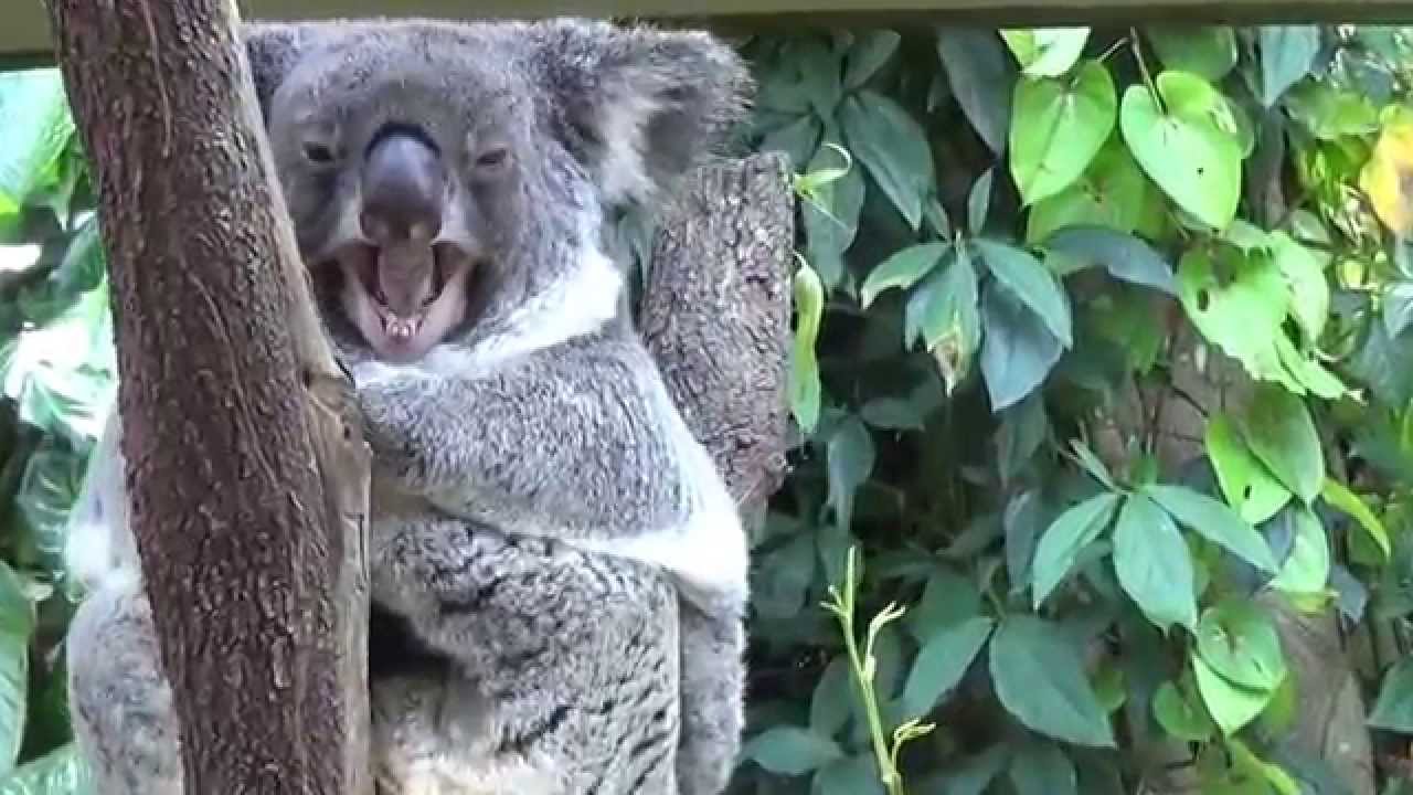 Kuranda Koala Gardens You Kuranda Koala Gardens