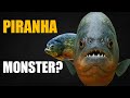Sind Piranhas wirklich Monster? Piranha Dokumentation