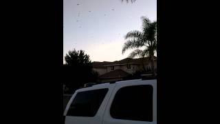 So many Damn crows....many, many, murders of crows (groups/flocks). @freeflymonkey