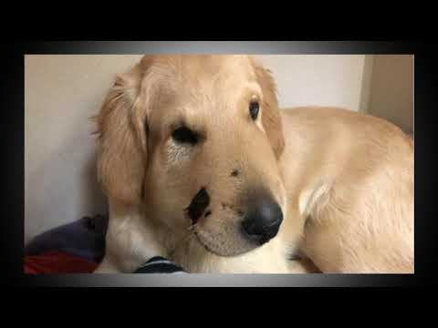 Vídeo: Por que o veterinário do meu cão cobra tanto?