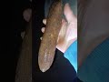 Amazing Grain On This Large Fossilized Log !.😀🫠😘 #beach #beachcombing