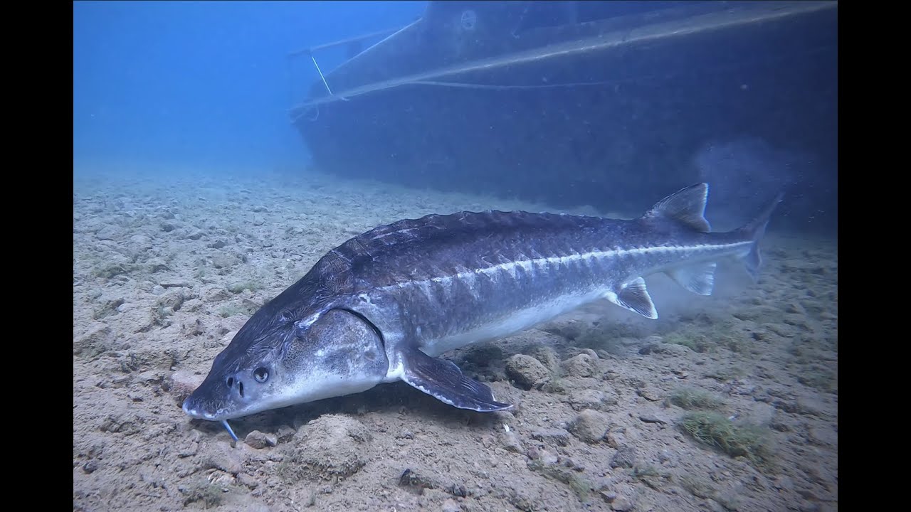 Scuba Diving with MASSIVE Sturgeon in the UK at Capernwray inland dive site in the lake district.