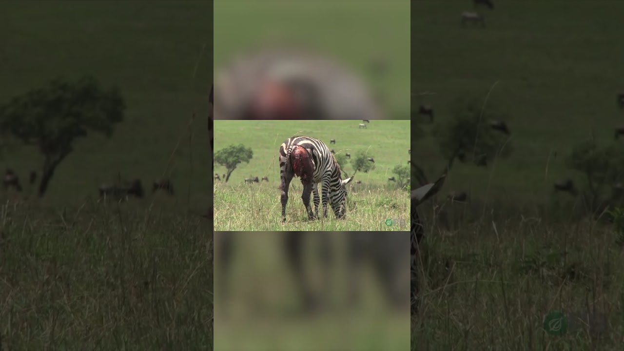 Zebras Nature