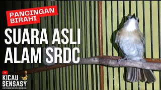 SUARA ALAM SRDC BALI MUDA HUTAN