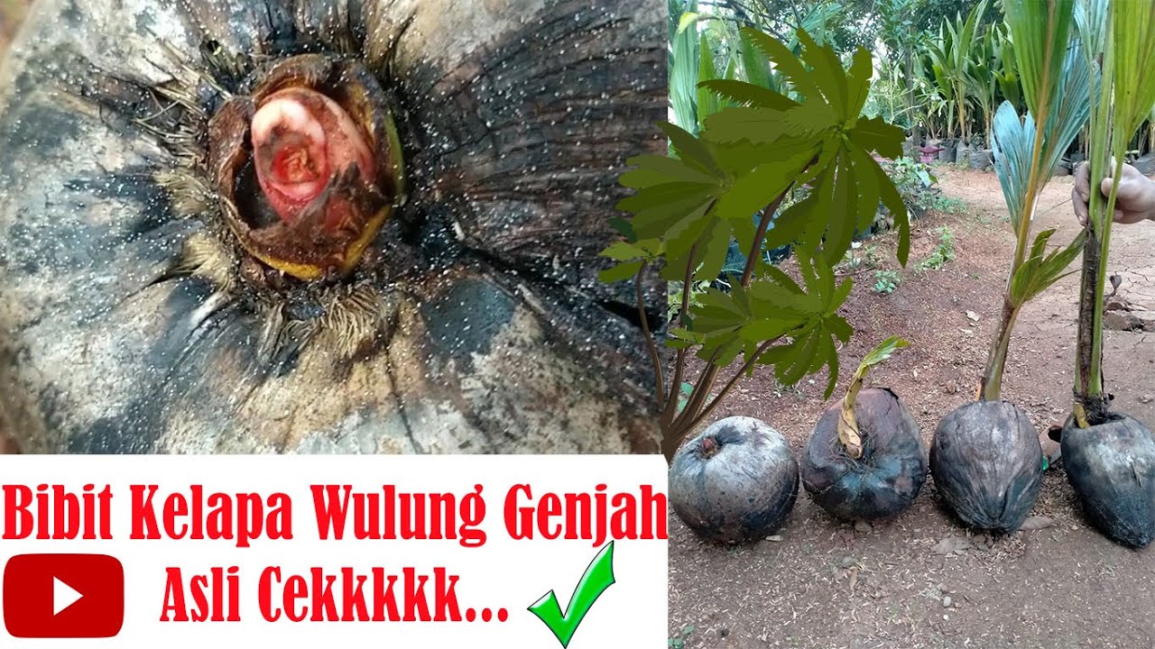 Bibit Kelapa Wulung Genjah Asli Cek !!