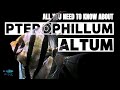 Watch this before you buy altums  altumaquariumfish
