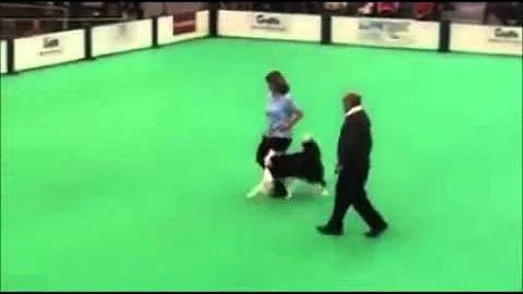 2016 Crufts - Inter Regional - Class B - Gillian S...