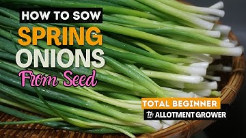How to grow Spring Onions from Seed | Total beginner to Advanced | Growing Scallions