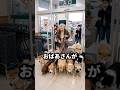 大量の犬