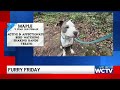 Furry Friday: Meet Maple!