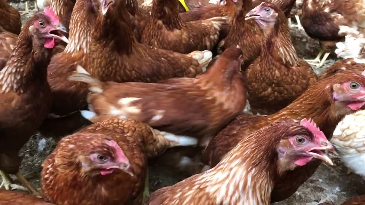 The hen lays eggs # DJ Rin Put chicken feed # DJ Rin​ Chicken walking in a cage # DJ Rin