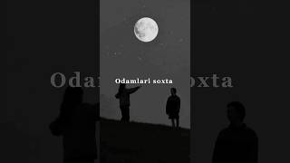 Xushboy hidli mushuklarning fotosuratlari