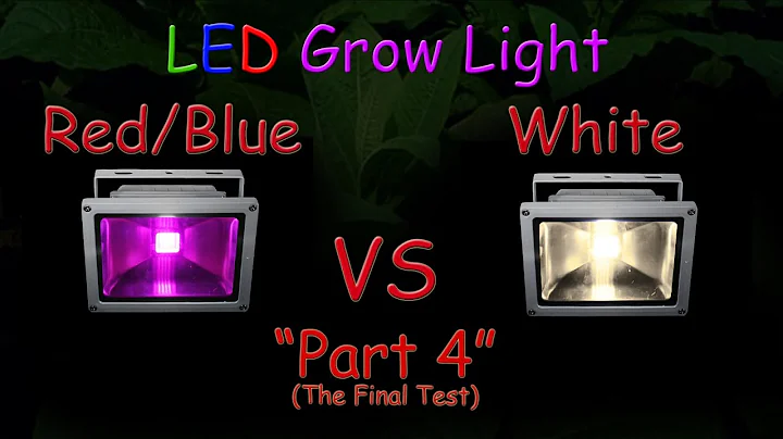 White LED vs Red/Blue LED Grow Test - Part 4 (The Final Results!) "Hydroponic Tomatoes" 2016