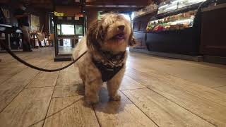 Havanese Sara - Interaction with other people at CBTL