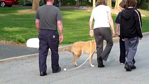 WHAT SCIENCE DID THAT DOG EXPERTS COULD NOT - Jeff...