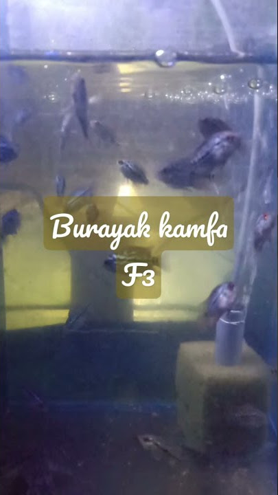 burayak louhan kamfa F3