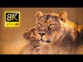 Ultimate African Wildlife 8K ULTRA HD / 8K TV