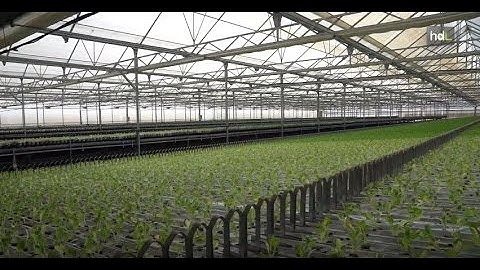 HDL Agricultura de vanguardia con el invernadero más inteligente de Europa