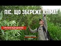 The Forest That Will Preserve The Climate What S Happening Now On The Former Kakhovka Reservoir The Forest That Will Preserve The Climate What S Happening Now On The Former Kakhovka Reservoir