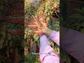 just a clip🤎#shortsfeed